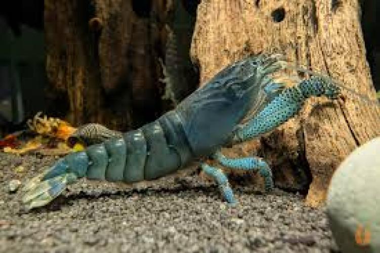 atyopsis-gabonensis-gabun-fachergarnele-163909