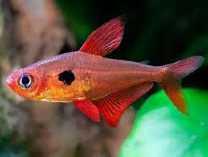 roter-phantomsalmler-wf-2cm-hyphessobrycon-sweglesi-126656