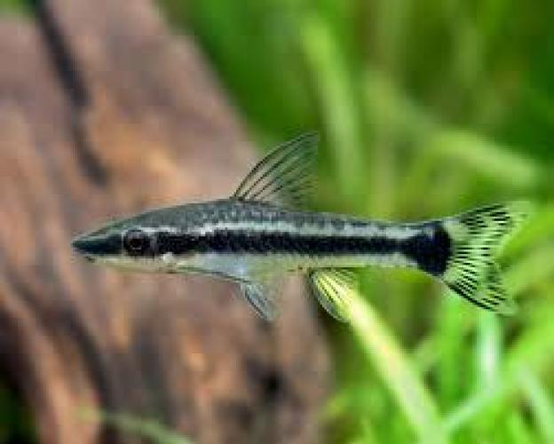 marmorierter-ohrgitterharnischwels-wf3-4cm-otocinclus-affinis-otocinclus-hoppei-7150