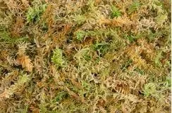 New Zealand Sphagnum Moss 100g Terrarienmoos Natur