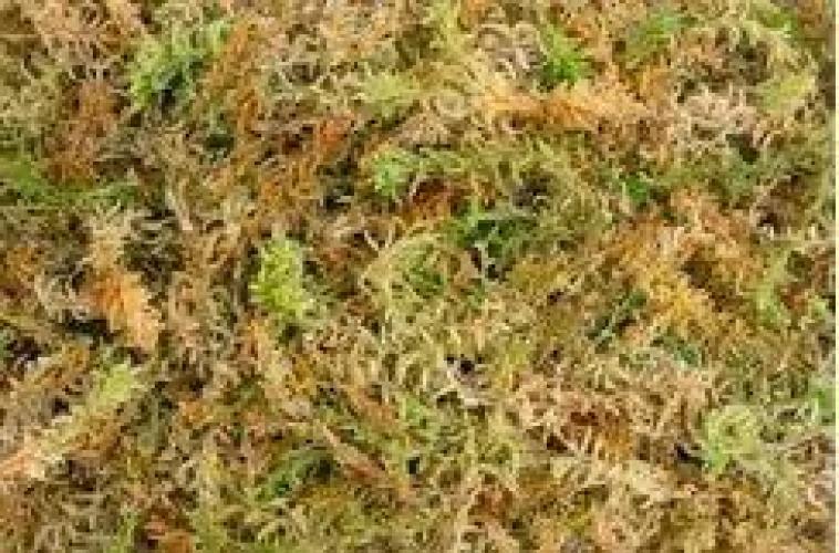 new-zealand-sphagnum-moss-100g-terrarienmoos-natur-163966