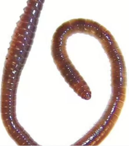 lebendfutter-laubwurmer-dose-24-stuck-164021
