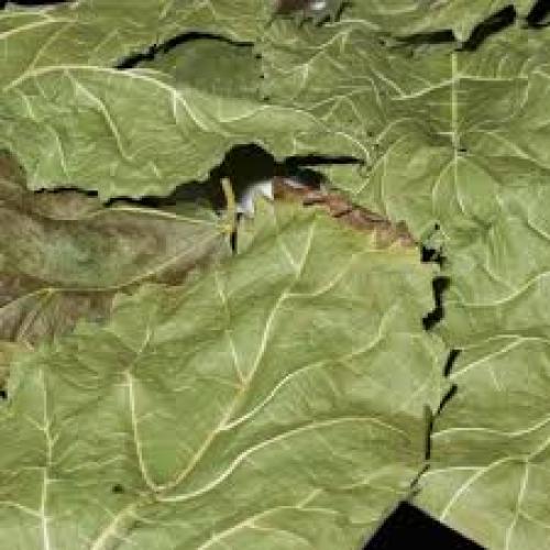 maulbeerblatter-8stk-zusatzfutter-fur-fische-und-garnelen-162723