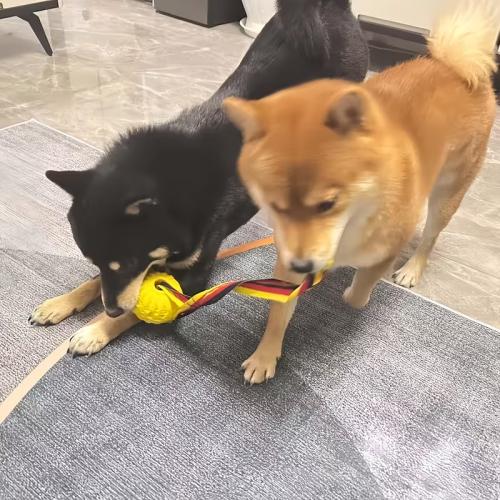 hundespielzeug-ball-mit-zugband-robust-farbmix-164070