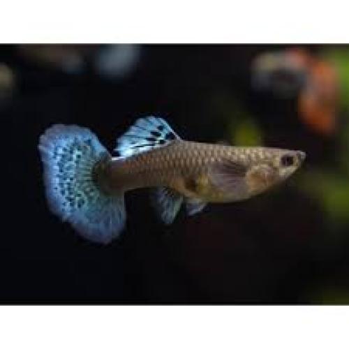 guppy-weibchen-mosaic-elephant-ear-3-4-cm-poecilia-reticulata-164083