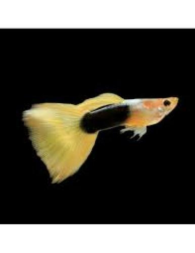 guppy-weibchen-yellow-tuxedo-3-4-cm-poecilia-reticulata-164084