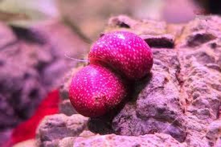 clithon-sowerbianum-pink-lady-hornchenschnecke-05-1-cm-5623