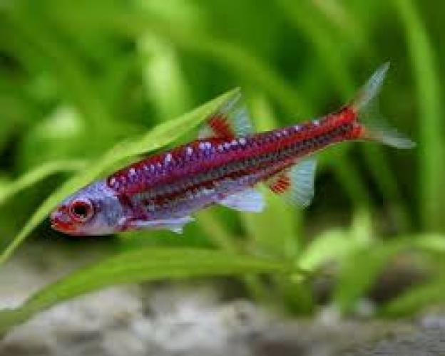 notropis-chrosomus-regenbogenelritze-dnz-4-6-cm-137226