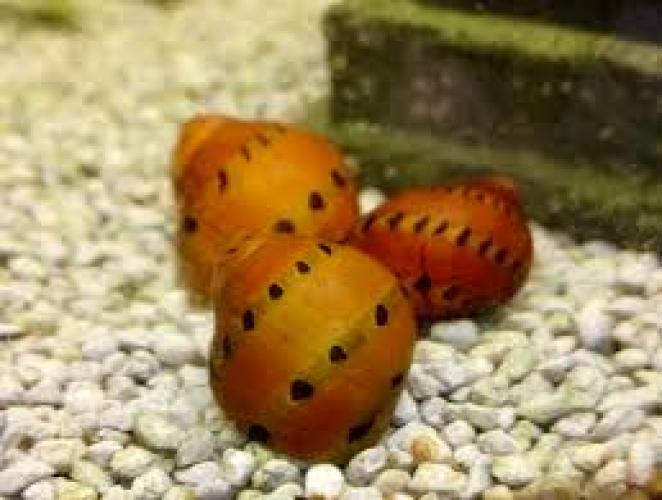neritina-spec-orange-track-gepunktete-rennschnecke-1-2-cm-5618