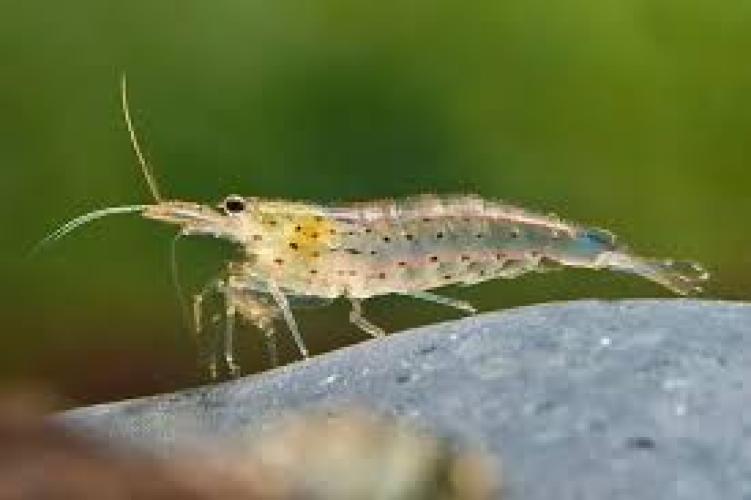 caridina-multidentata-amanogarnele-show-wf-3-5-cm-5671