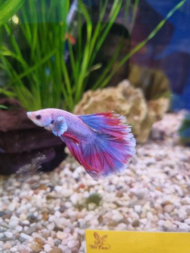 betta-splendens-mannchen-halfmoon-lavender-nz-4-6-cm-6305