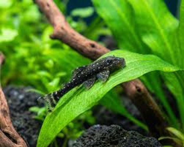 parotocinclus-haroldoi-weisspunkt-ohrgitterharnischwels-3-4cm-133511