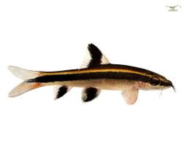crossocheilus-oblongus-siamesische-russelbarbe-147454