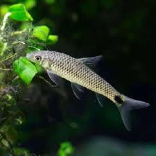 crossocheilus-reticulatus-gold-netzpinselalgenfresser-nz-2-3cm-133617