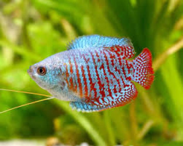 colisa-lalia-neon-colour-zwergfadenfisch-rot-blau-nz-3-5cm-5818