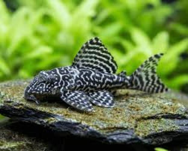 hypancistrus-spec-l471-zebra-tiger-harnischwels-164146
