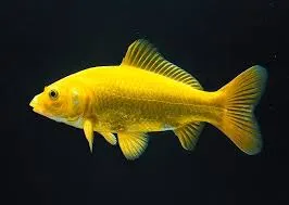 Carassius auratus Messing Gold Goldfisch
