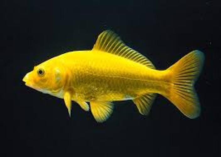 Carassius auratus Messing Gold Goldfisch