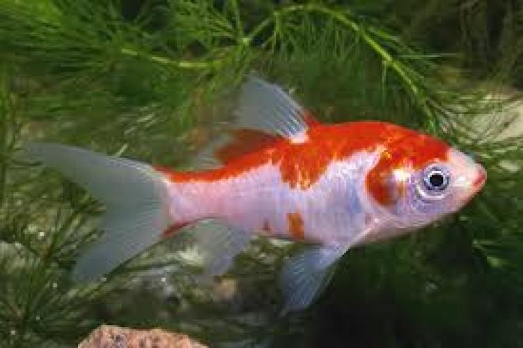 carassius-auratus-sarasa-red-white-goldfisch-nz-6-8-cm-6624