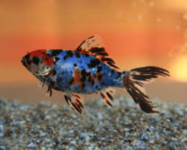 carassius-auratus-shubunkin-bunt-nz-6-8-cm-6623