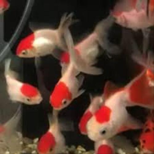 carassius-auratus-oranda-red-schleierschwanz-nz-5-6-cm-6613
