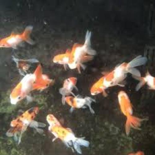 carassius-auratus-oranda-mix-colour-nz-8-10-cm-6608