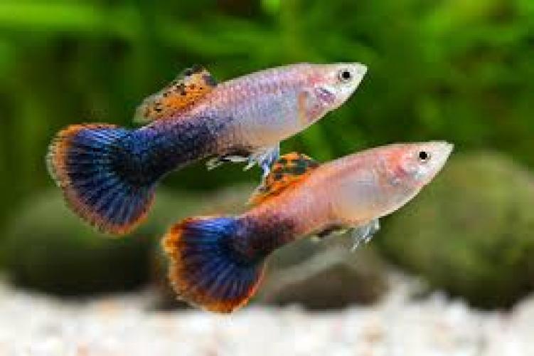 poecilia-reticulata-magenta-tuxedo-guppy-mannchen-nz-3-cm-133650