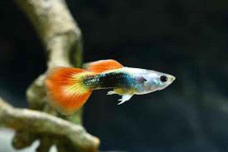 poecilia-reticulata-neon-flame-guppy-mannchen-nz-3-4-cm-133653