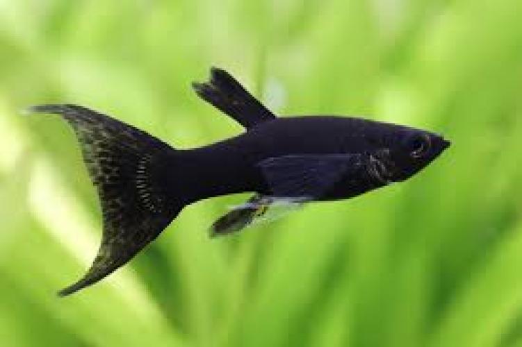 poecilia-sphenops-black-lyretail-molly-nz-3-4-cm-6552