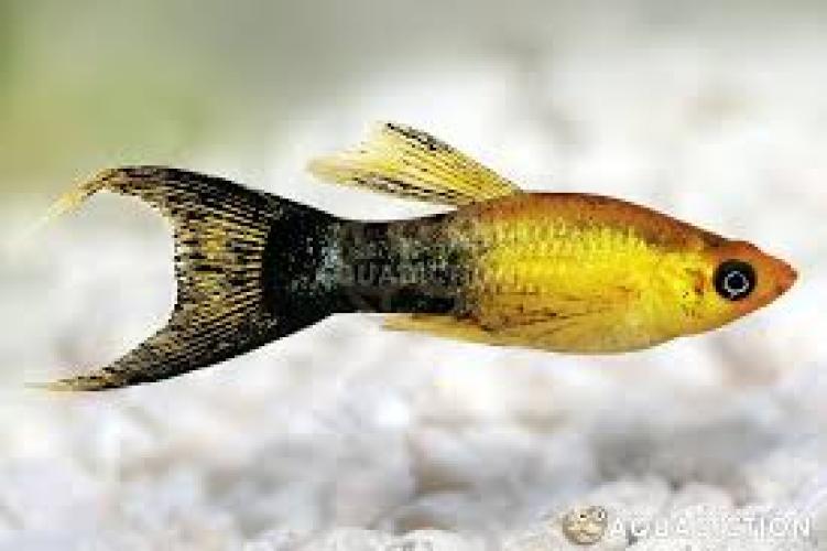 poecilia-sphenops-gold-dust-lyretail-molly-nz-3-4-cm-6550
