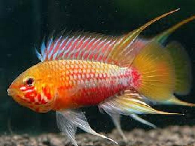 apistogramma-hongsloi-red-gold-zwergbuntbarsch-nz-164149