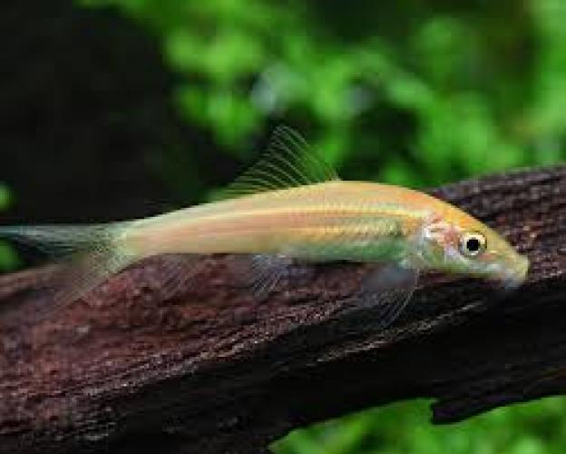 gyrinocheilus-aymonieri-siamesischer-saugschmerle-nz-164150