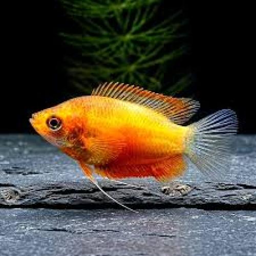 colisa-chuna-gold-fire-zwergfadenfisch-nz-164151
