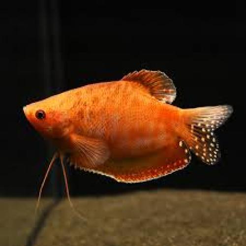trichogaster-trichopterus-gold-fadenfisch-nz-164152