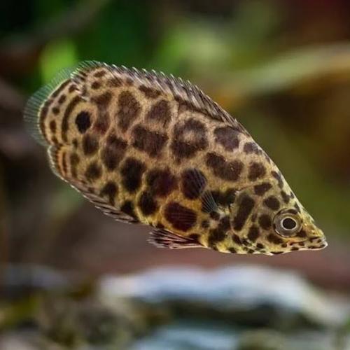 leopard-buschfisch-ctenopoma-acutirostre-164243