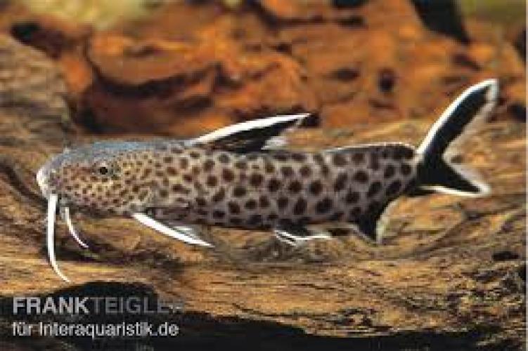 synodontis-petricola-lucipinnis-dwarf-164244