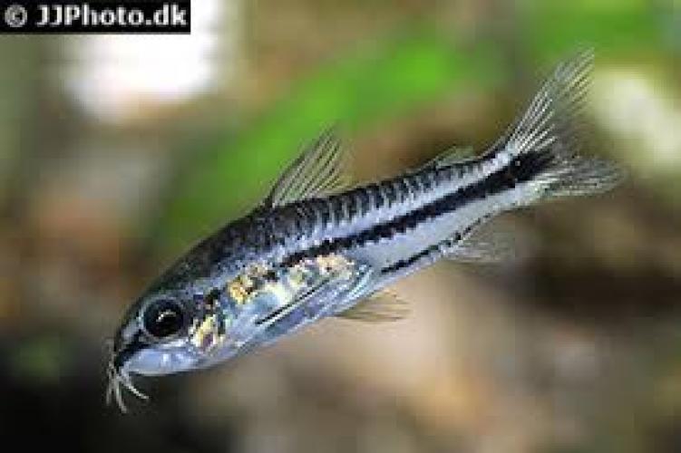 gastrodermus-pygmaeus-zwergpanzerwels-corydoras-aquarium-147482