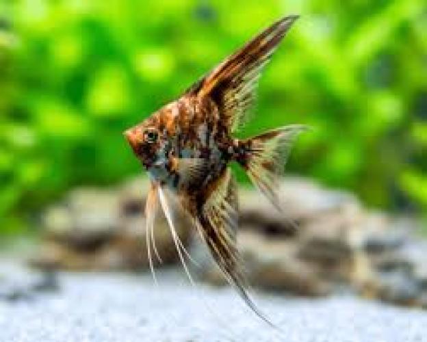 pterophyllum-scalare-marble-xl-dunkel-marmorierter-skalar-164312