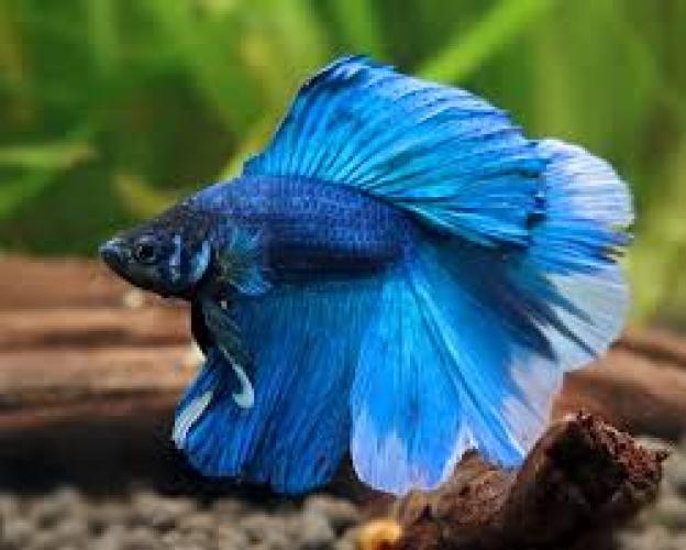 kampffisch-betta-splendens-mannchen-blau-schleierflosse-4-6-cm-6292