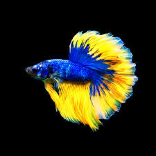 kampffisch-betta-splendens-mannchen-halfmoon-blau-gelb-4-6-cm-6375