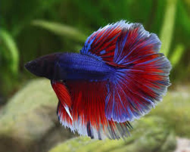 kampffisch-betta-splendens-mannchen-halfmoon-blue-orchid-4-6-cm-6362