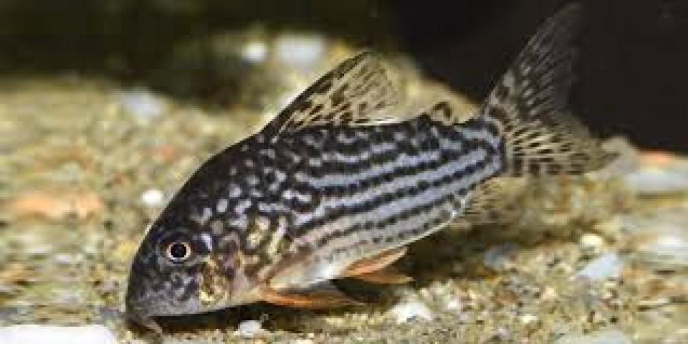 sterbas-panzerwels-hoplisoma-sterbai-corydoras-sterbai-146282