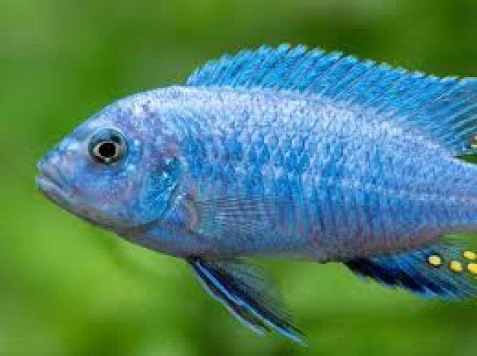 schmetterlingsbuntbarsch-super-neon-blue-dnz-3-4-cm-6717