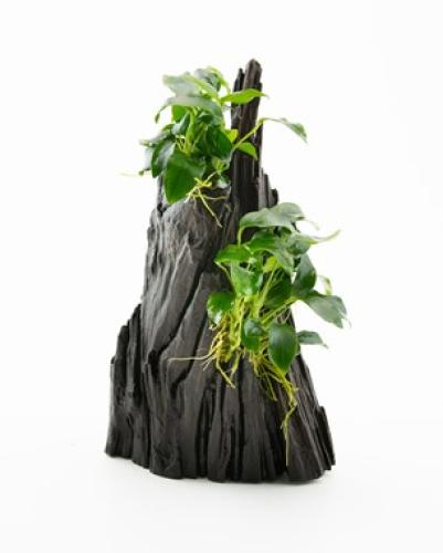 dennerle-anubias-spp-hills-auf-wurzel-fur-aquarien-146223