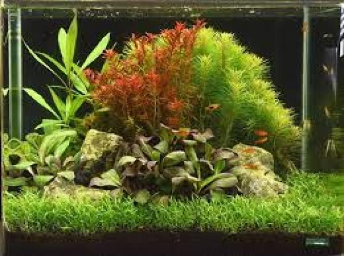 lobelia-cardinalis-aquariumpflanze-im-topf-fur-susswasseraquarien-7355