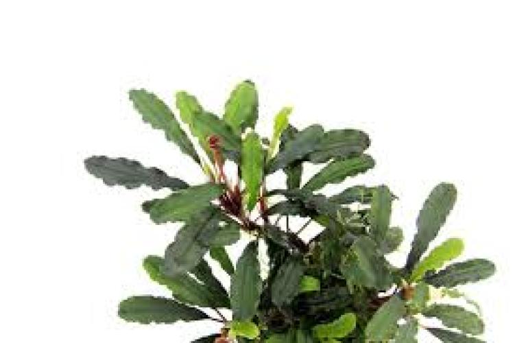 bucephalandra-pygmaea-bukit-kelam-fur-susswasseraquarien-7453