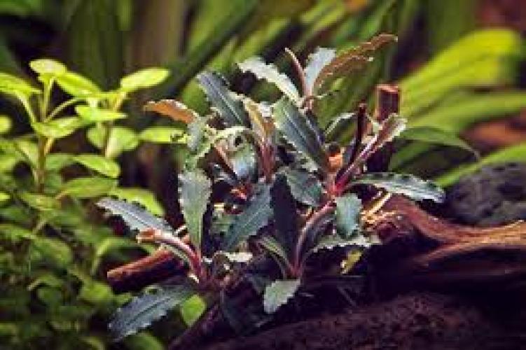 bucephalandra-sp-red-scorpio-fur-susswasseraquarien-7451
