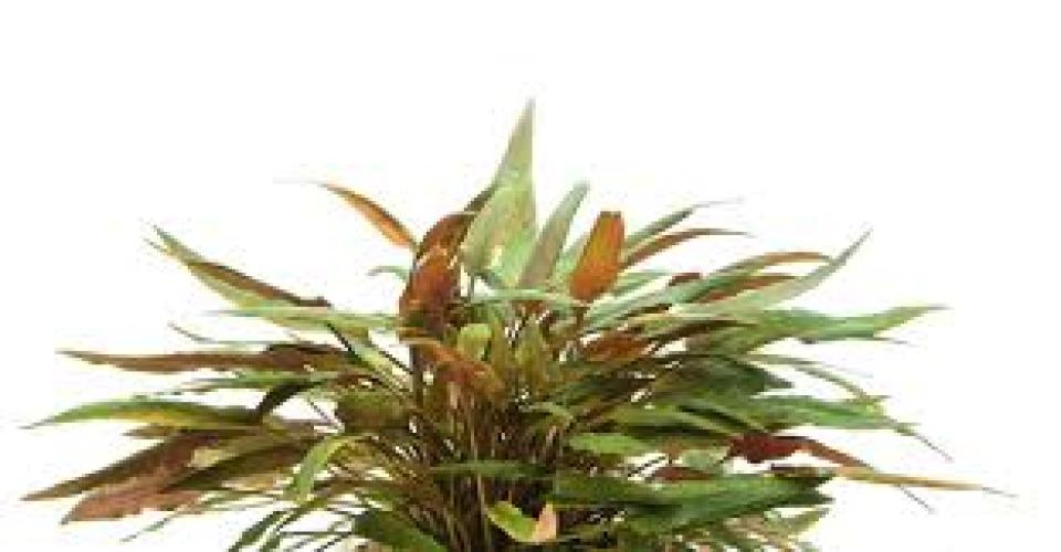 cryptocoryne-beckettii-aquariumpflanze-fur-susswasseraquarien-7443