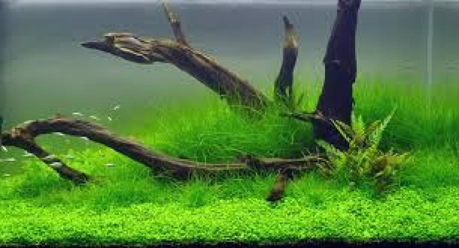 Eleocharis acicularis Aquariengras für Süsswasseraquarien