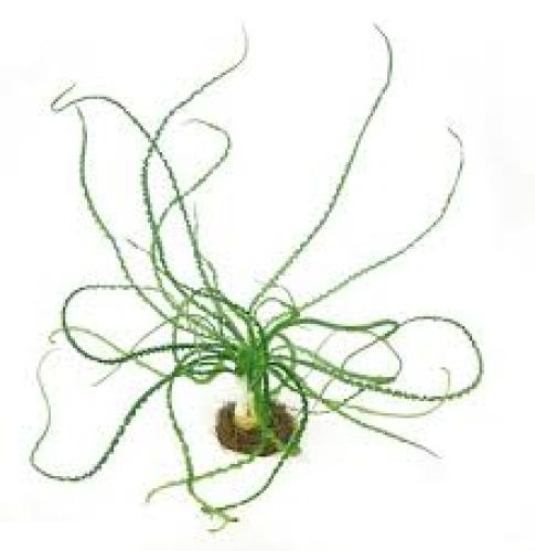 crinum-calamistratum-aquariumpflanze-fur-susswasseraquarien-7445